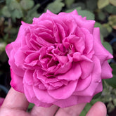 Claude Brasseur Rose Plant|克劳德布拉瑟 image 0