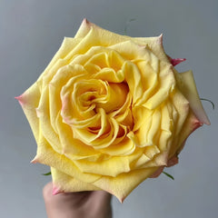 Golden Wheat Rose Plant|黄金麦浪 image 1