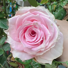 Kanata Rose Plant|彼岸 image 0
