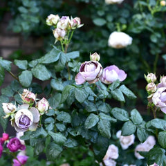 Solfa Rose Plant|索尔法 image 3