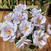 Turn Blue Rose Plant|转蓝 image 0