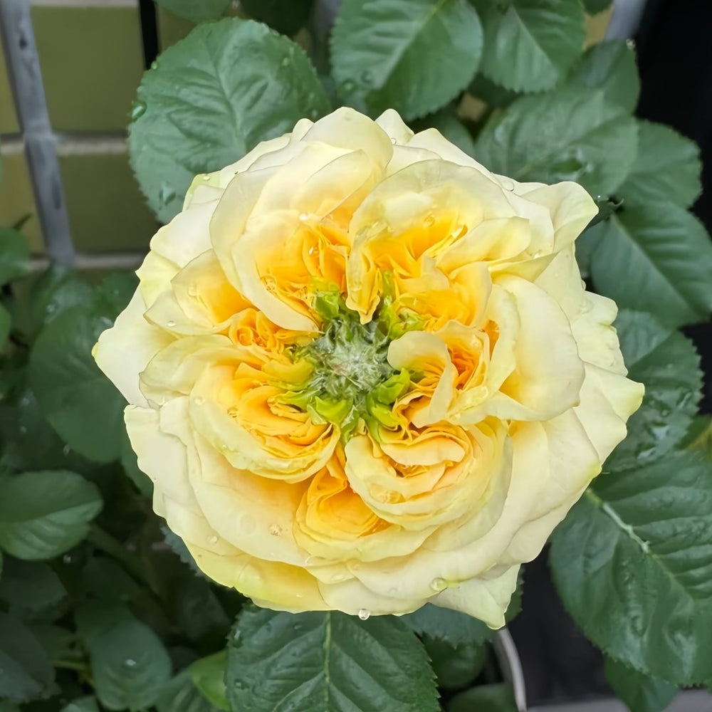 Country Bear Rose Plant|乡村熊 image 0