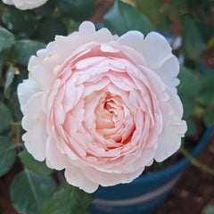 Yanzi Rose Plant|妍姿 image 2