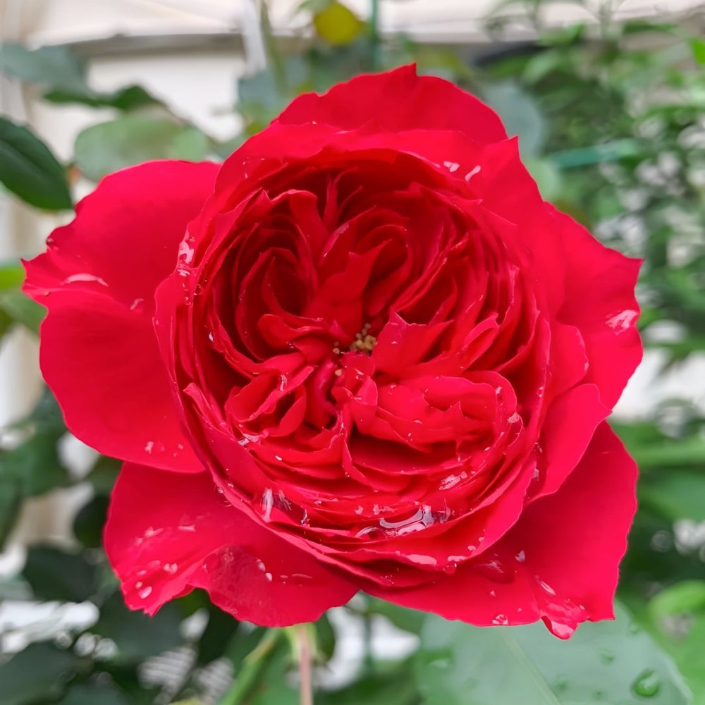 Red Ribbon Ruban Rouge Rose Plant |红丝带 image 0