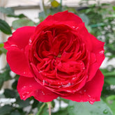 Red Ribbon Ruban Rouge Rose Plant |红丝带 image 0