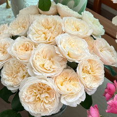 Bessie Rose Plant|贝茜 image 1