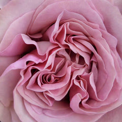 Melody Beattie Rose Plant | 旋律贝蒂 image 3
