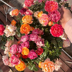 Juicy Plum Rose Plant