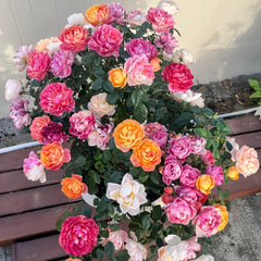 Juicy Plum Rose Plant