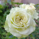 Lovely Green Rose Plant