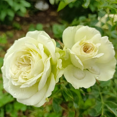 Lovely Green Rose Plant