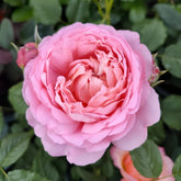 Michel Onfray Rose