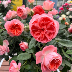 Nova King Terrazza Rose