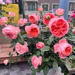 Nova King Terrazza Rose