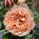 Paradise Beach Rose