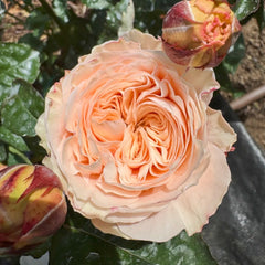 Paradise Beach Rose