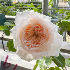 Paradise Beach Rose