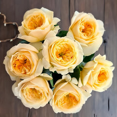 Persuasion Rose