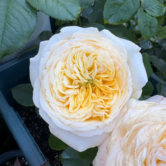 Persuasion Rose