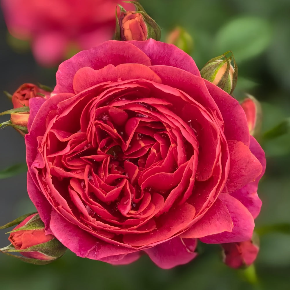 Red Juicy Rose Plant
