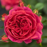 Red Juicy Rose Plant