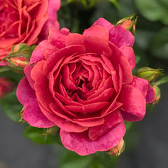 Red Juicy Rose Plant