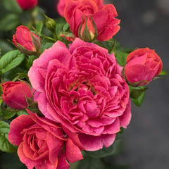 Red Juicy Rose Plant