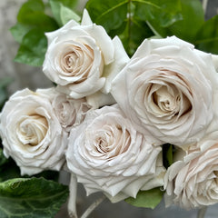 Silver Lining Rose