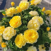 Yellow Juice Rose Plant