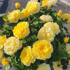 Yellow Juice Rose Plant
