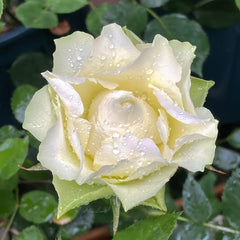 Green Planet Rose Plant|绿色行星 image 3