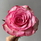 Medusa Rose Plant|美杜莎 image 0