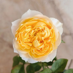 Golden Vuvuzela Rose Plant|金色珊瑚心 image 2