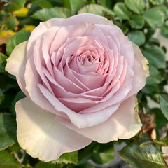 Cosset Rose Plant|柯赛特 image 3
