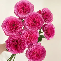 Abdiel Rose Plant|神仆天使 image 0