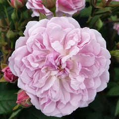 Romantic Siluetta Rose Plant|浪漫剪影 image 2