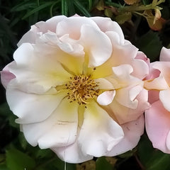 Merry Maker Rose Plant|快乐使者 image 0