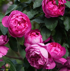 Rouge de Parfum Rose Plant|伊芙胭脂香水 image 3