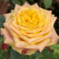 Wild Crown Rose Plant | 狂野王冠 image 1