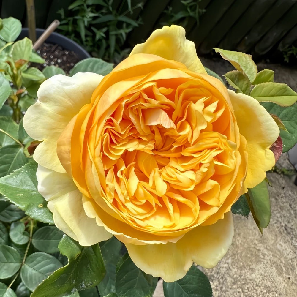 Bring me sunshine Rose Plant |阳光使者 image 0