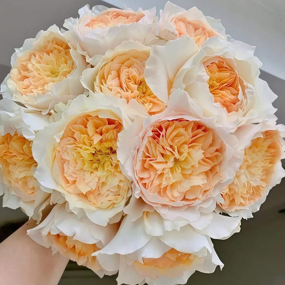 Effie Rose Plant|艾菲玫瑰 image 0