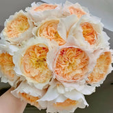 Effie Rose Plant|艾菲玫瑰 image 0