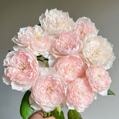 Jiashu Rose Plant|家书 image 0
