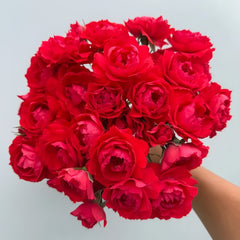 Ena Harkness Rose Plant|伊娜·哈克尼斯 image 3