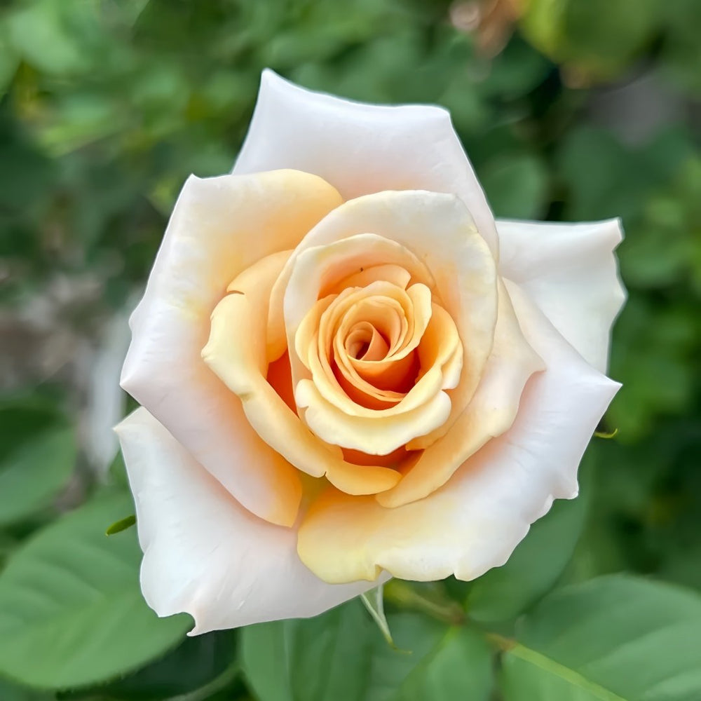Mother of Pearl Rose Plant|珍珠贝母 image 0
