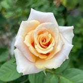 Mother of Pearl Rose Plant|珍珠贝母 image 0
