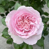 Repartil Rose Plant|重启玫瑰 image 0