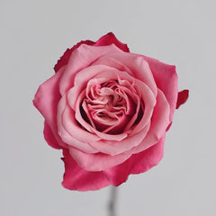 Alter Ego Rose Plant|闺蜜 image 2