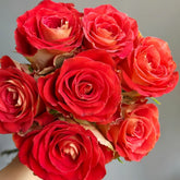 Kayn Rose Plant|凯隐玫瑰 image 0