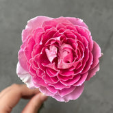 Fancy Rufle Rose Plant|梦幻折边 image 0